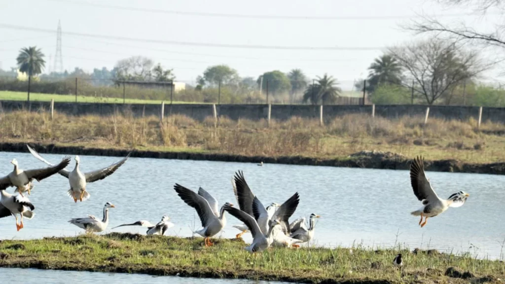 Sultanpur Bird Sanctuary